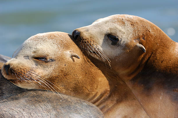 istock Close-up of Wild Sea Lions 173615540