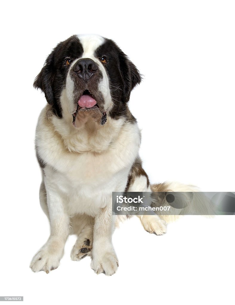 Os animais: Cão isolado Saint Bernard - Royalty-free Animal Foto de stock