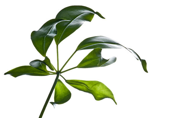 istock Green leaves and stem, on white 173615668