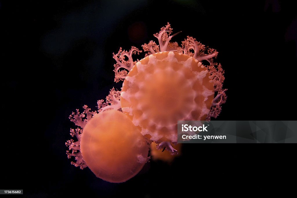 Pink Jellyfish Pink JellyfishMore Jellyfish images ... Animal Stock Photo