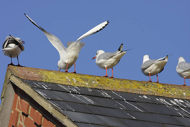 Rear View Of Seagulls With Bird Droppings On Slate Roof Stock Photo -  Download Image Now - iStock