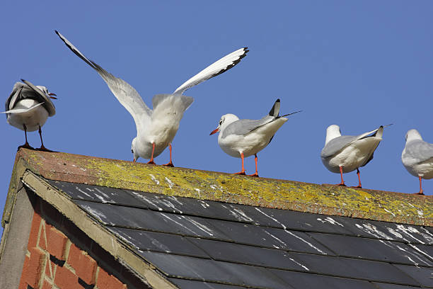 Rear View Of Seagulls With Bird Droppings On Slate Roof Stock Photo - Download Image Now - iStock Rear View Of Seagulls With Bird Droppings On Slate Roof Stock Photo - Download Image Now - iStock
