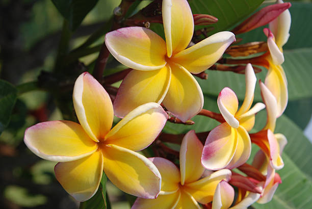 istock Yellow Beauty Frangipani 173615887