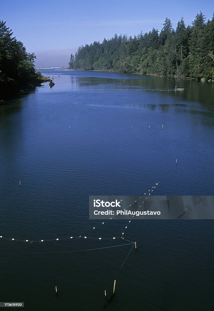 Cadre de filets de saumon de Quinault rivière - Photo de Arbre libre de droits