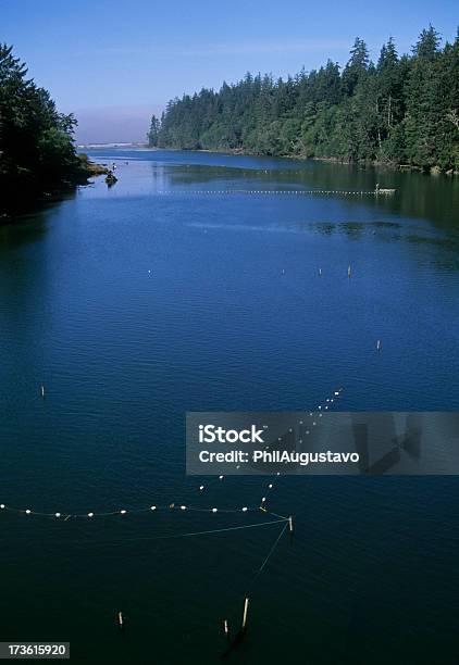 Photo libre de droit de Cadre De Filets De Saumon De Quinault Rivière banque d'images et plus d'images libres de droit de Arbre - Arbre, Arbre à feuilles persistantes, Barrière de sable