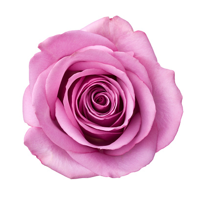 Fresh beautiful beige pink rose isolated on a white background. Detail for creating a collage