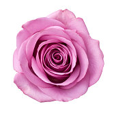 Isolated Purple Rose