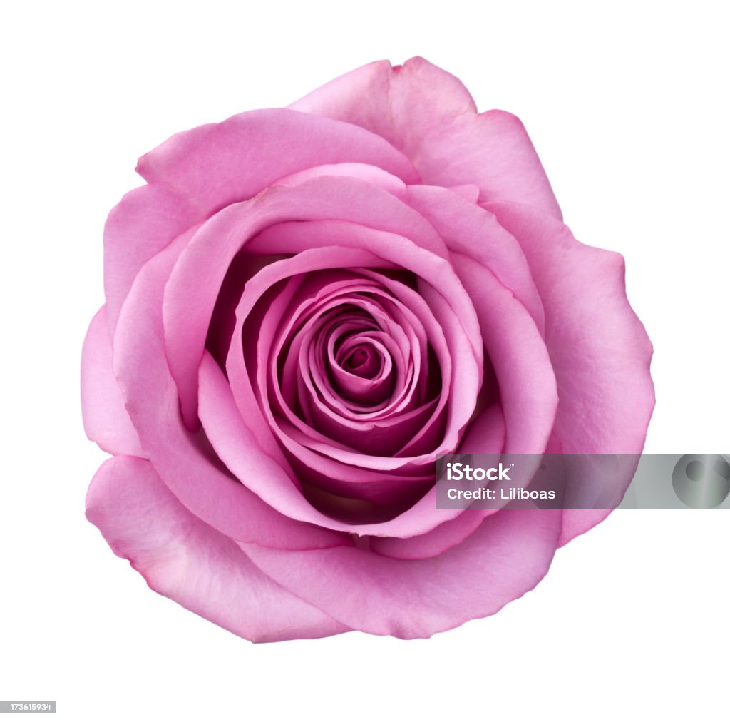 Isolated Purple Rose Stock Photo - Download Image Now - Flower ...