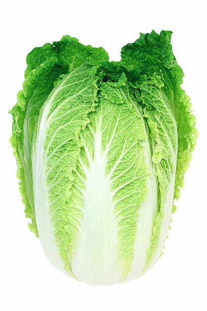 cabbage stock photo