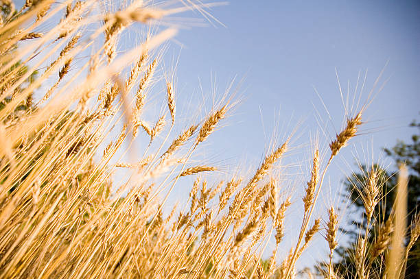 blé 5 - kansas wheat bread midwest usa photos et images de collection