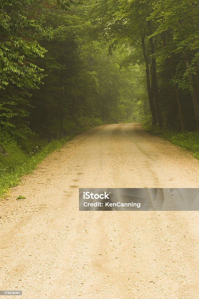 Route de campagne à travers une forêt brumeuse - Photo de Amérique du Nord libre de droits