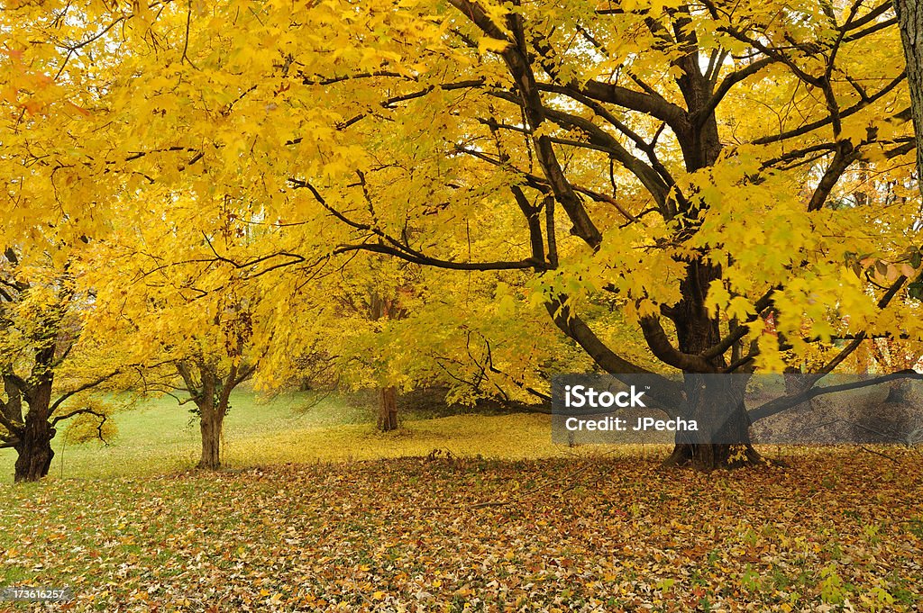 Visualizzazione orizzontale di alberi in autunno di colore - Foto stock royalty-free di Acero