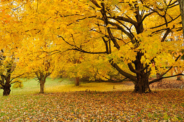 Autumn in it's peak colorMy favorite season of the year for photography. Lots of color in this lightbox!