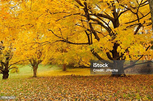 Horizontal View Of An Autumn Trees In A Peak Color Stock Photo - Download Image Now - Autumn, Backgrounds, Beauty In Nature