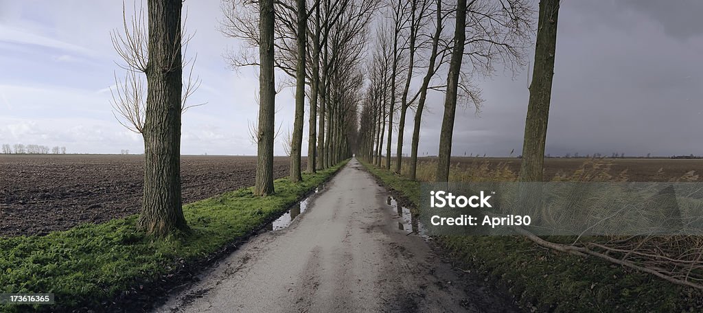 Dutch Lane mit Poplars - Lizenzfrei Horizont Stock-Foto