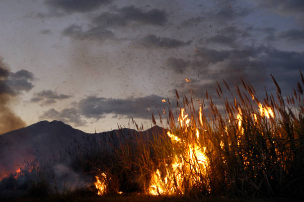 istock Central America Sugar Cane Field on Fire 173616453