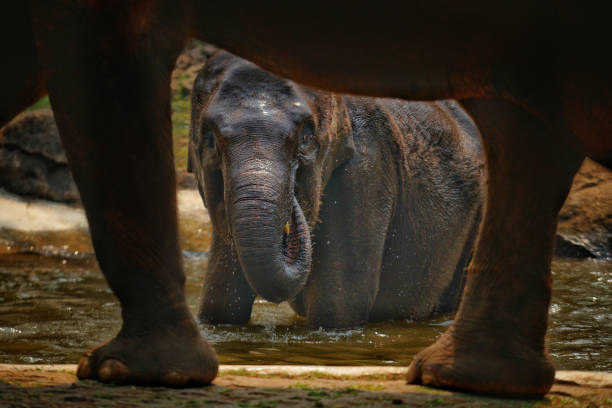 Elephant calf behind its mother