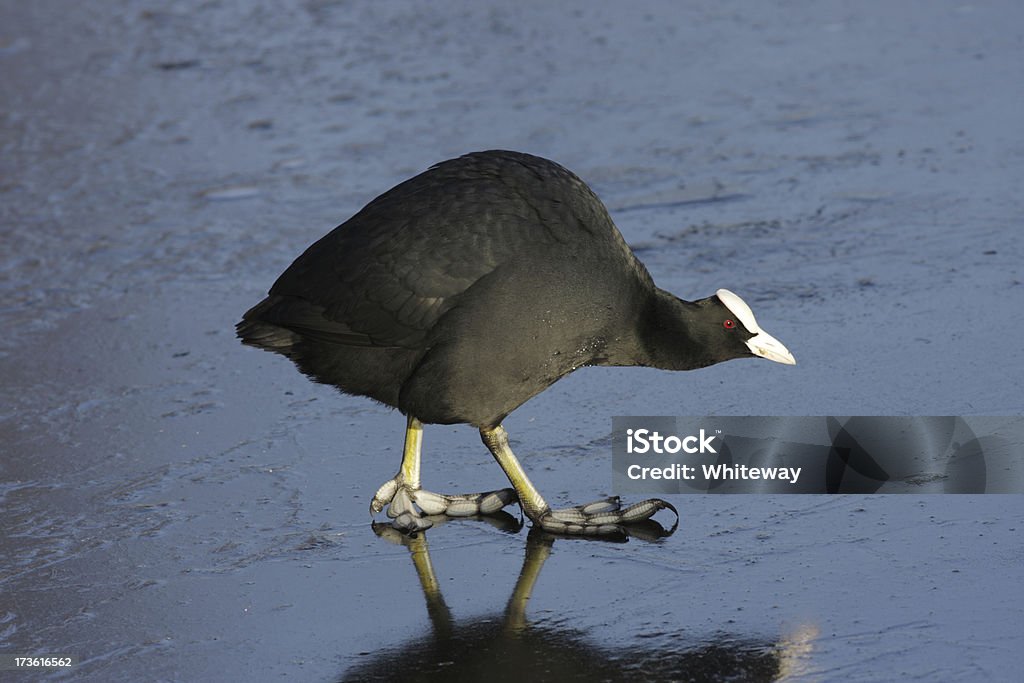 Foulque américaine agressif poser sur glace bleue Fulica atra glissant - Photo de Agression libre de droits