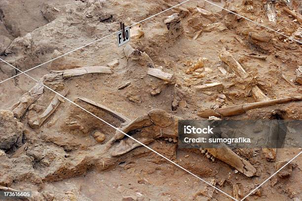 Arqueología Sitio Foto de stock y más banco de imágenes de Dinosaurio - Dinosaurio, Fósil, Arqueología