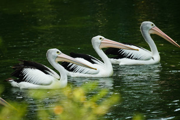 istock Row of Australian pelicans 1736166065