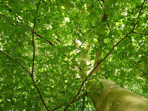 faia - glade light dappled tree - fotografias e filmes do acervo