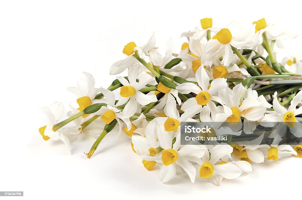 Narzisse bouquet - Lizenzfrei Bedrohte Tierart Stock-Foto