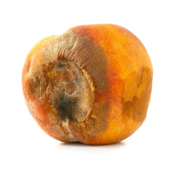 istock Rotten peach isolated on a white background 1736168153
