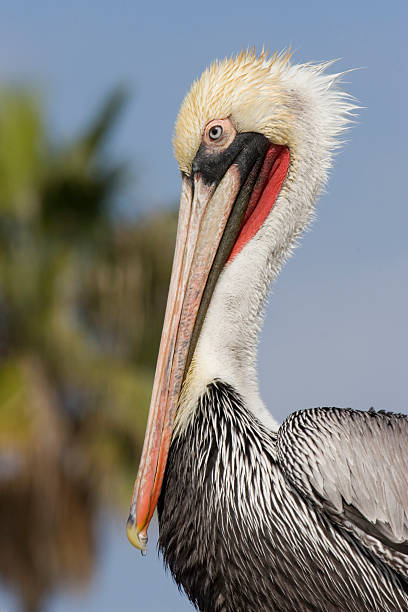 istock Brown pelican, California 173616822