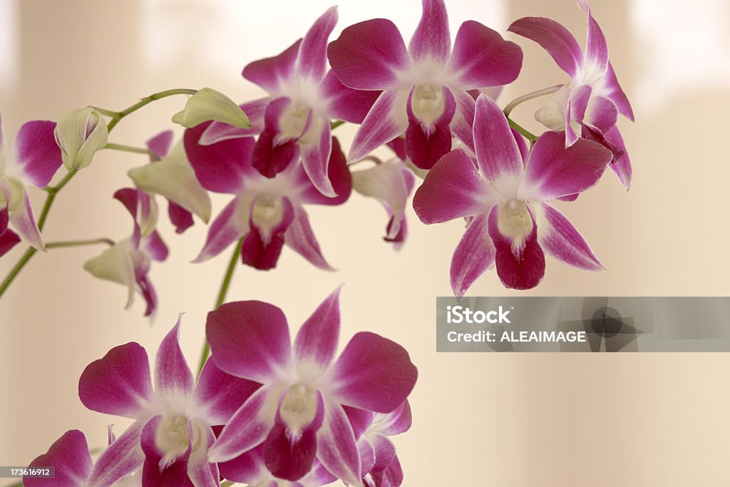 Orquídeas - Royalty-free Cor de rosa Foto de stock