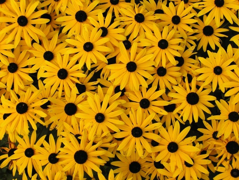 A carpet of yellow and black flowers