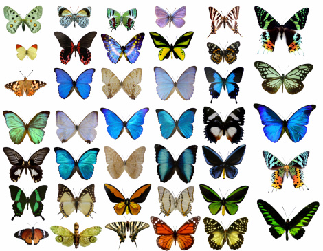 40 different butterflies