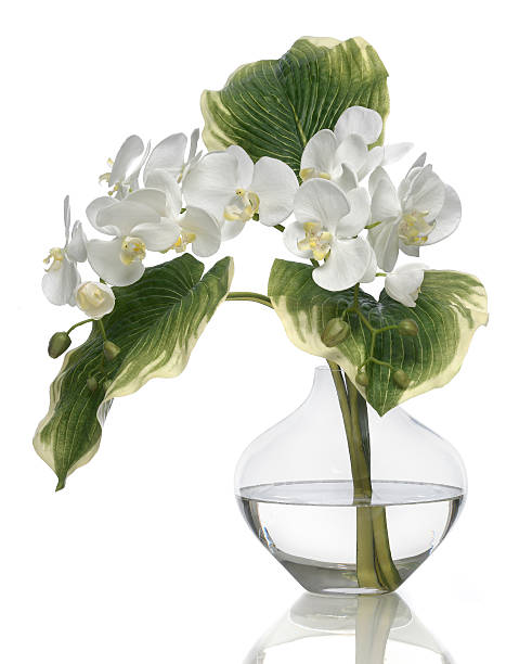 istock White Phalaenopsis Orchid on a white background 173617330