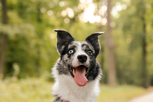 Cute dog. Border collie dog breed. Emotion of a dog. Curious, happy and funny pet