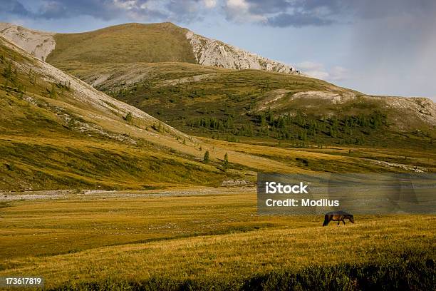 Foto de Mongol Valley e mais fotos de stock de Animal selvagem - Animal selvagem, Cavalo - Família do cavalo, Mongólia