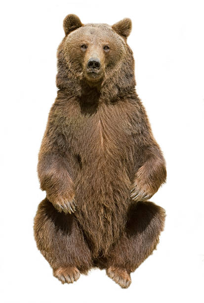 brown bear - braunbär stock-fotos und bilder