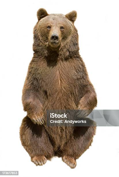 Brown Bear Stock Photo - Download Image Now - Bear, Cut Out, Brown Bear