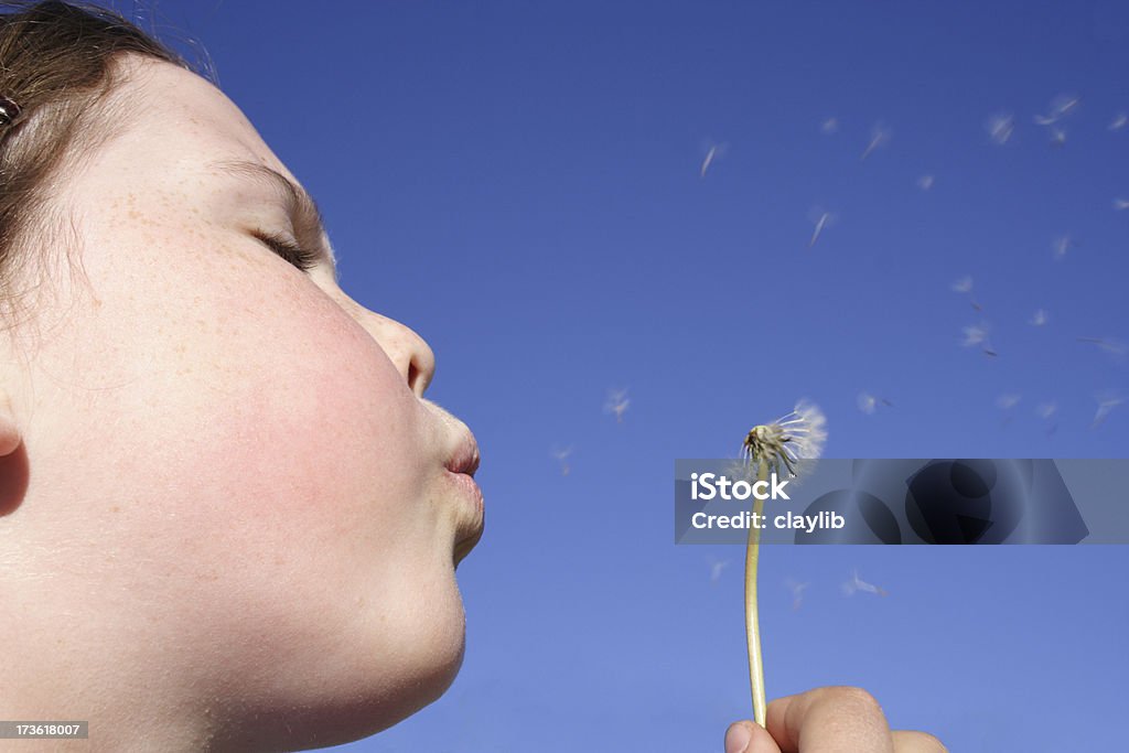 making wishes dandelion explodes into a hundred wishes Seed Stock Photo