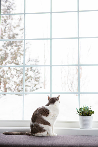 Back view grey and white cat in front of window bench with winter in background