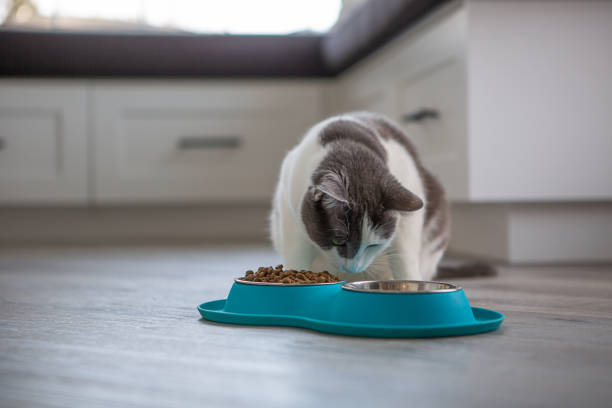 istock Cat eating from cat bowl tray 1736181077