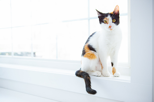 6 months old Black and orange cat in front of window bench with winter in background