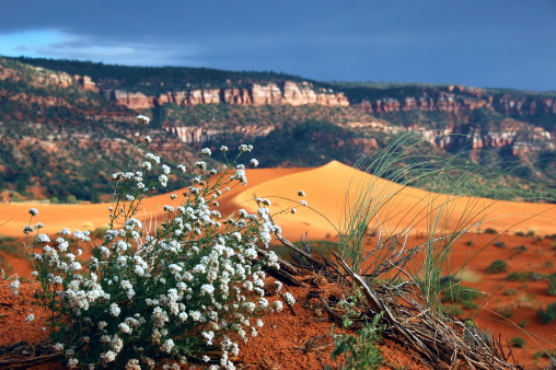 Flowers and grasses waving in the wind at the Coral Pink Sand Dunes State Park in Southern Utah. Taken in late afternoon as the sun set below the rain clouds.