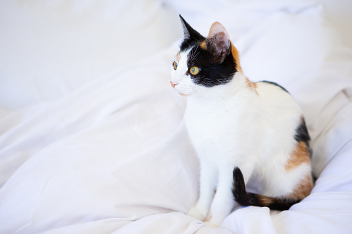 6 months old Black and orange cat sitting on white duvet in bedroom