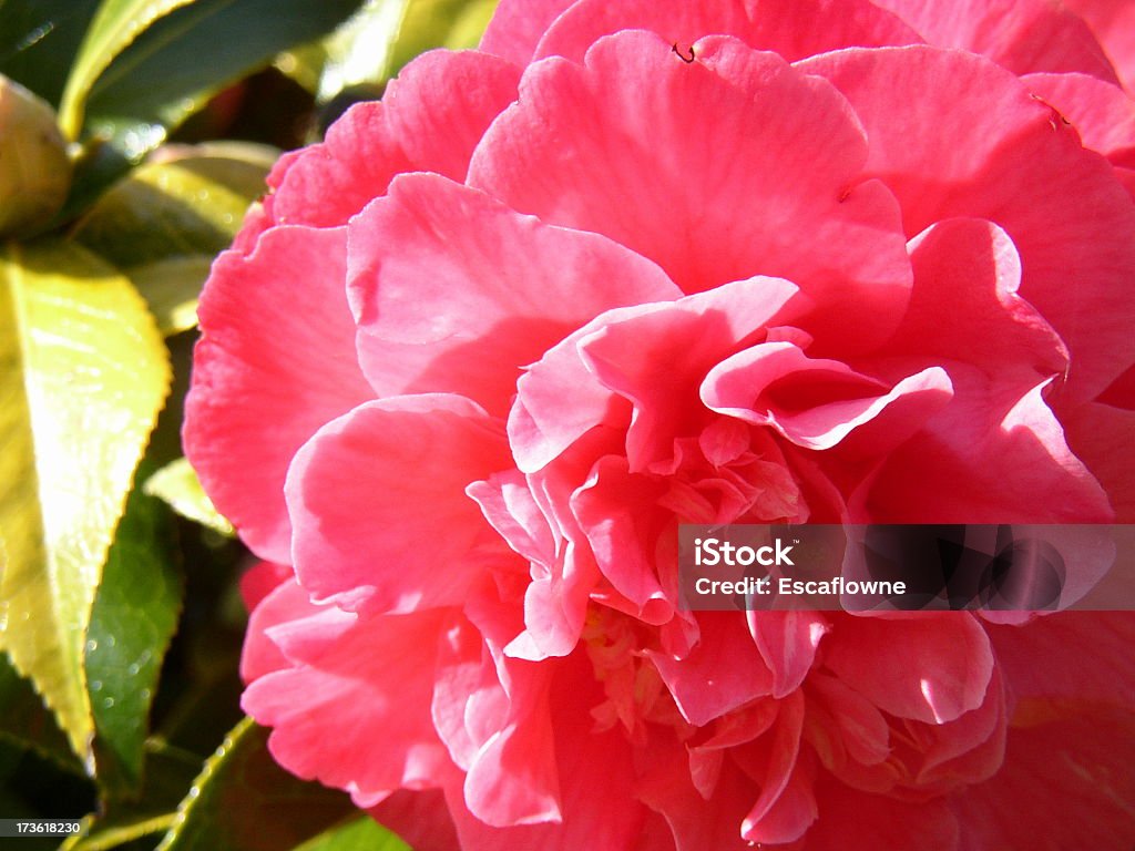 camelia primo piano - Foto stock royalty-free di Amore