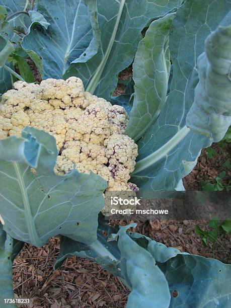 Foto de Couveflor De Cultivo Orgânico De Mostarda Oleracea Botrytis Grupo e mais fotos de stock de Agricultura