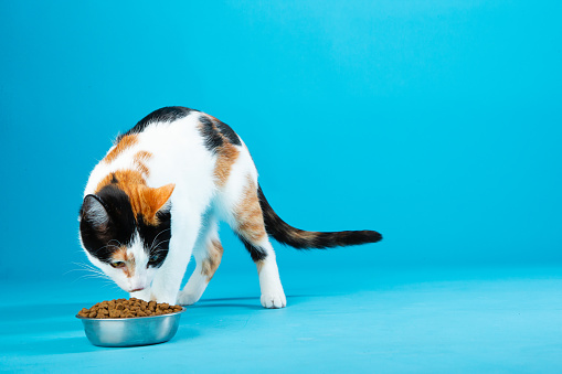 6 months old Black and orange cat eating dry cat food on blue background studio