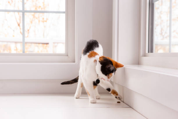 istock Calico kitten plaaying with a pebble 1736182666