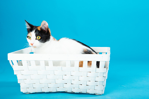 6 months old Black and orange cat laying in white wicker basket on blue background studio