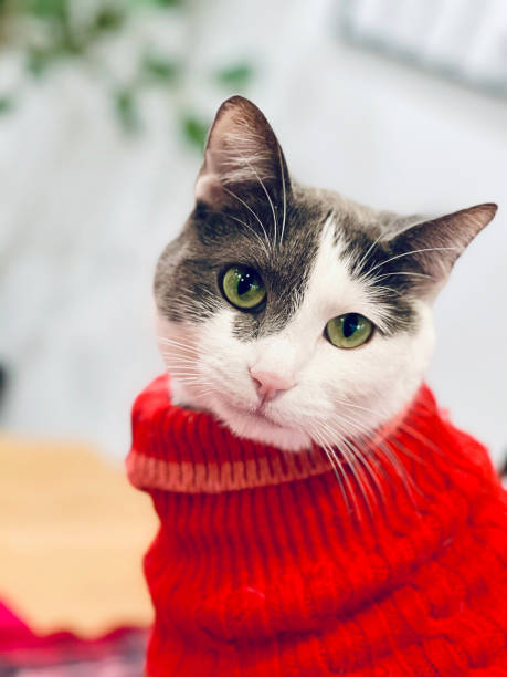Indoor Grey and white female cat wearing red sweater portrait