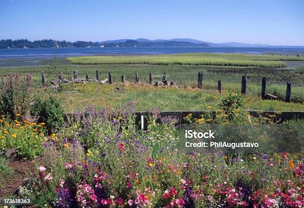 Fiori E Willapa Bay In Stato Di Washington - Fotografie stock e altre immagini di Collina - Collina, Acqua, Agricoltura