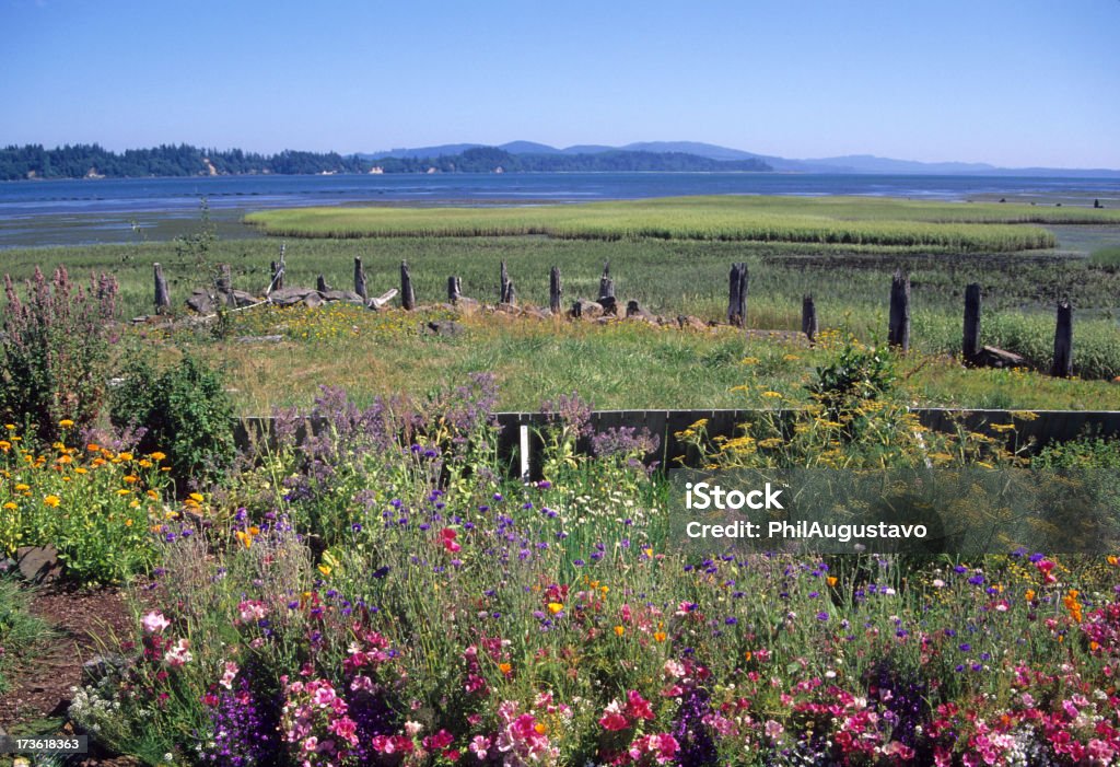 Flores e Willapa Bay, no estado de Washington - Foto de stock de Colina royalty-free